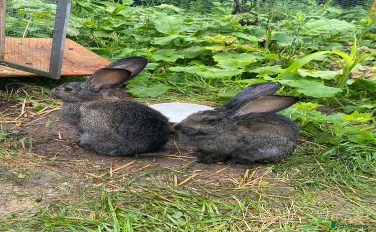 Continental Giant rabbits - Advert 1
