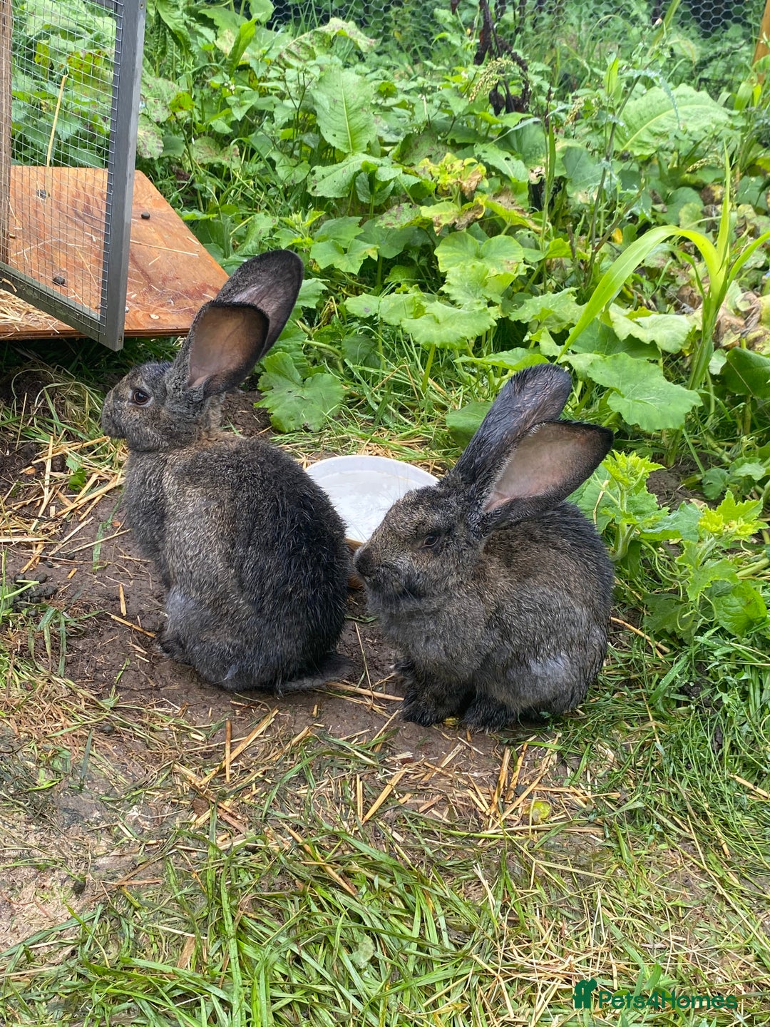 Continental Giant rabbits for sale: Giant Continental Boy - Image 1