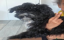 Mixed Breed dogs for sale: Beautiful playful puppy  - Image 1