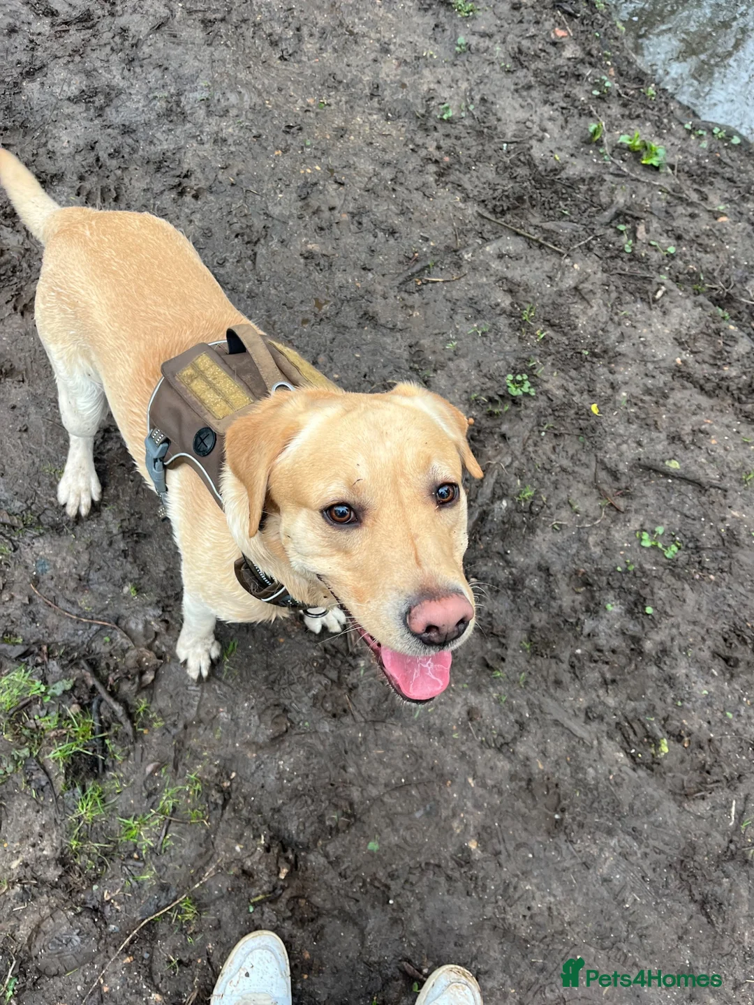Labrador Retriever dogs for sale: Beautiful Yellow Labrador looking for a new home in Norwich - Advert 2