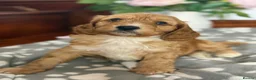 Cockapoo dogs for sale: Adorable Cockapoo Puppies in Keighley - Advert 18