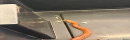 Corn Snake reptiles for sale: Male Corn Snake Years Old  in Ashtead - Advert 4