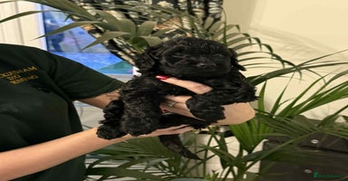 Cockapoo dogs - Advert 2
