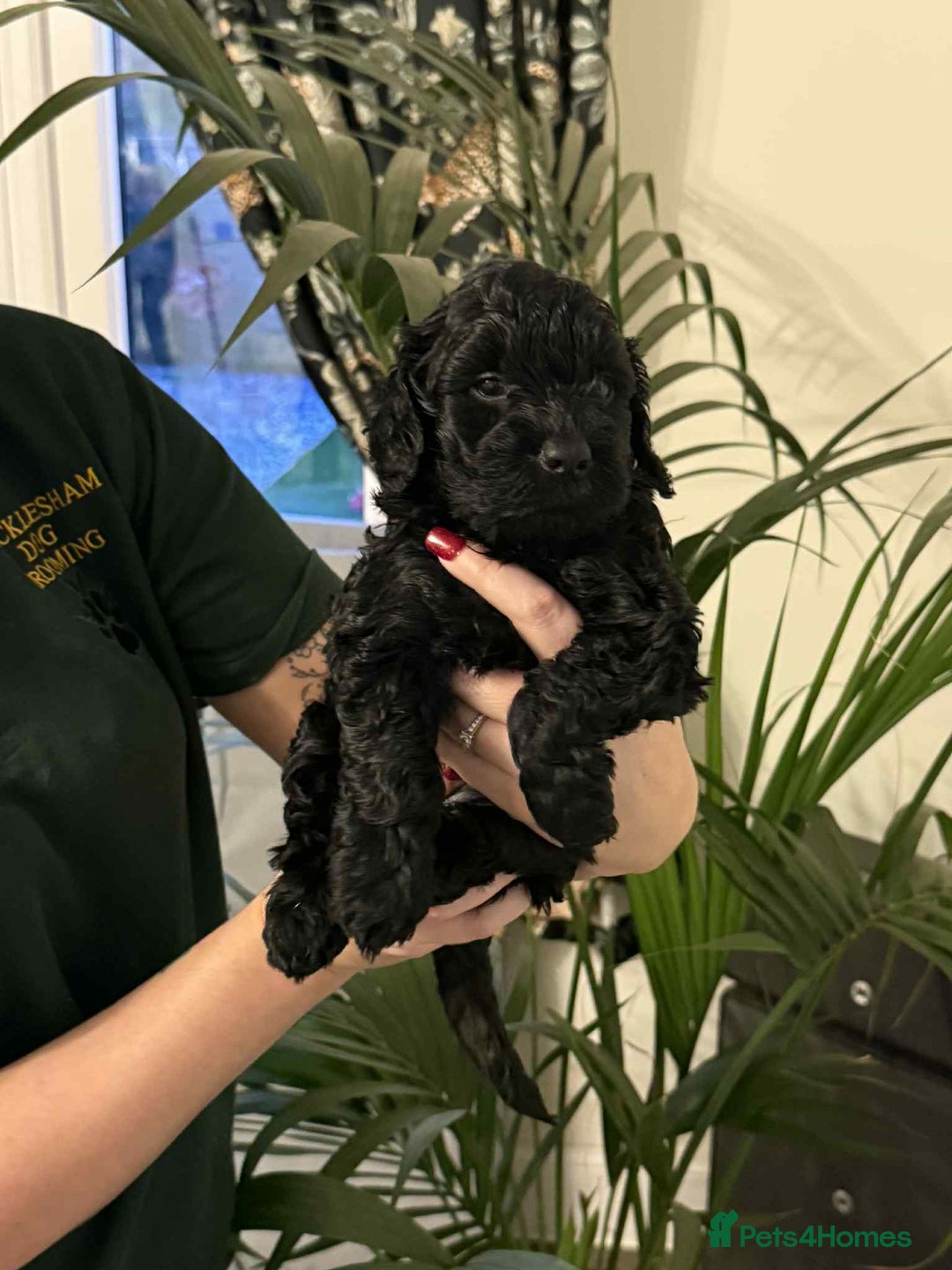 Cockapoo dogs for sale: REDUCED Beautiful F2 cockapoo puppies  - Advert 16