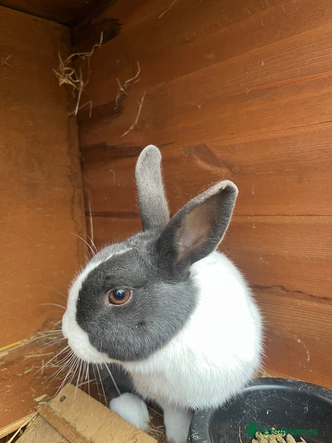 Dutch rabbits for sale: Male Dutch rabbit fr sale near Bury St Edmunds - Advert 3