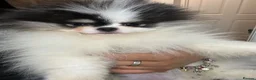 Pomeranian dogs for sale: Beautiful Pomeranians 🖤🤍 - Advert 3