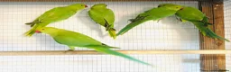 Ringnecks birds for sale: Beautiful young Indian ringneck parrots for sale. - Advert 3