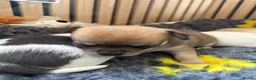Chihuahua dogs for sale: Smooth coat chihuahua puppies  - Advert 33