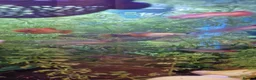 Tetras fish for sale: Free tropical fishes in Grays - Advert 7