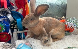 Continental Giant rabbits for sale: Continental Giant baby Rabbits harlequin yellow  - Image 4