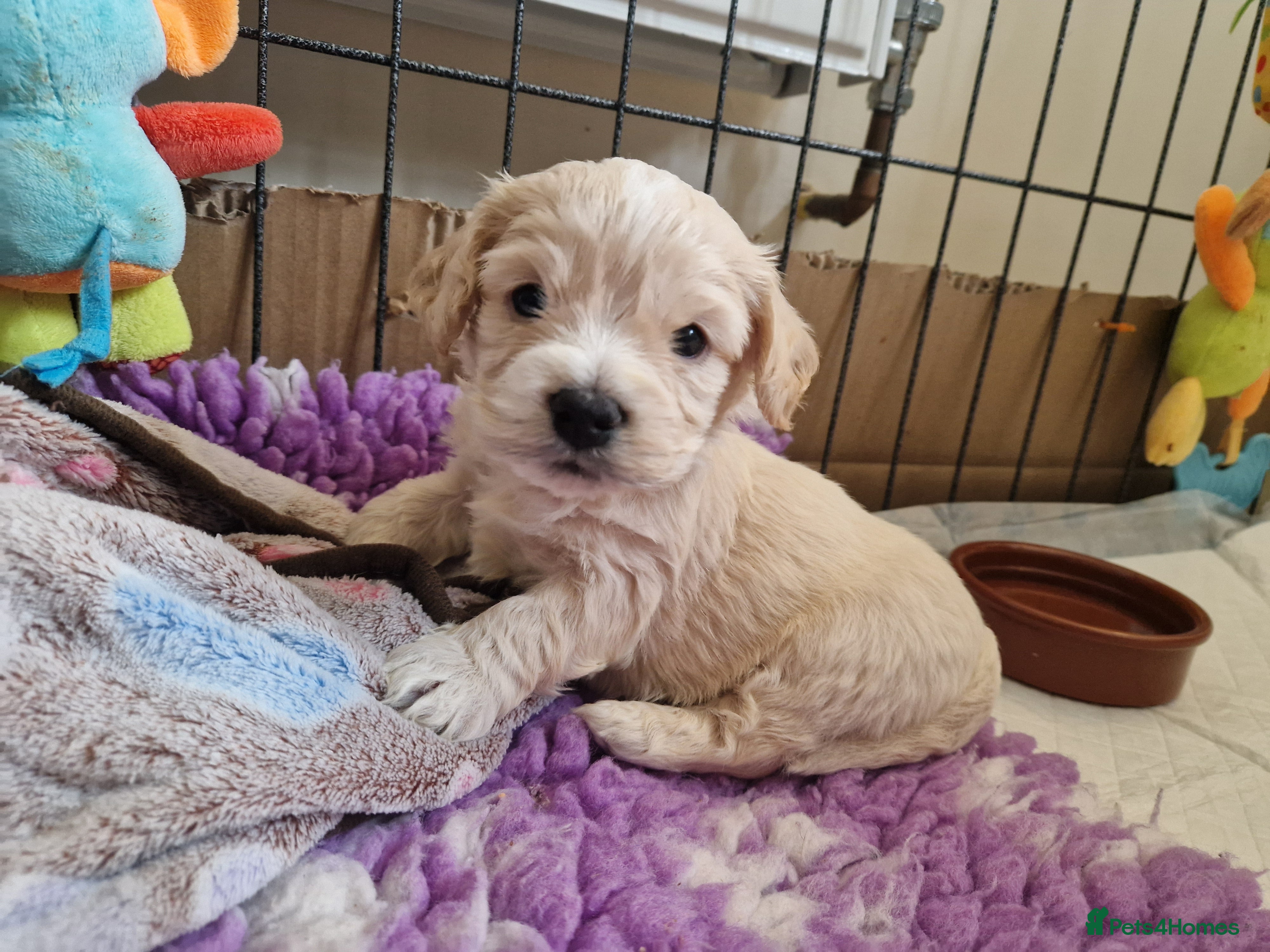 Mixed Breed dogs LAST STUNNING HEALTH TESTED COCKACHON BITCH - Advert 6