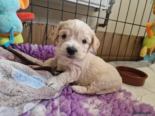 Mixed Breed dogs LAST STUNNING HEALTH TESTED COCKACHON BITCH - Advert 6