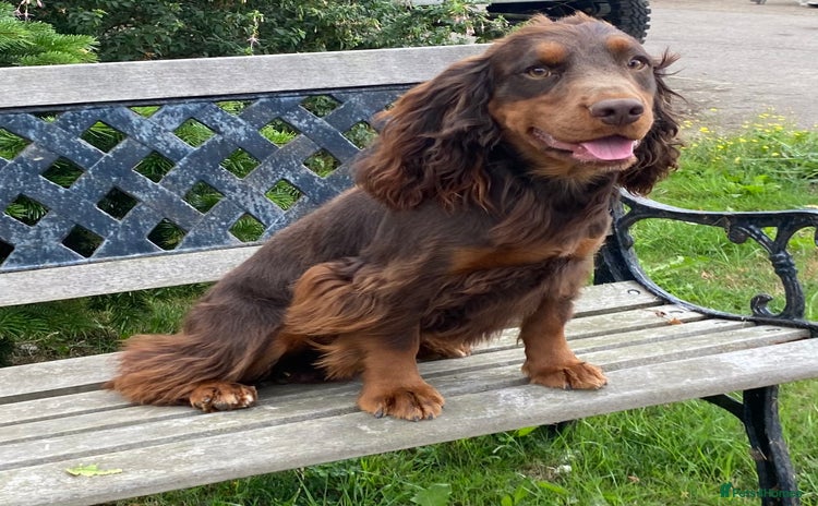 Cocker Spaniel dogs - Advert 3