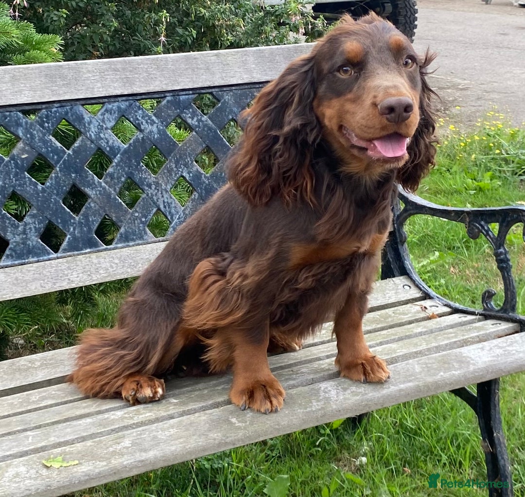 Cocker Spaniel dogs for stud: Chocolate and tan - Image 1