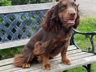 Cocker Spaniel dogs Chocolate and tan - Advert 2