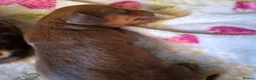 Miniature Dachshund dogs for sale: Miniature Dachshunds (short-haired) - Advert 8