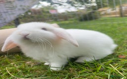 Mini Lop rabbits for sale: Mini Plush Lop Bunnies Looking for Loving Homes - Advert 2