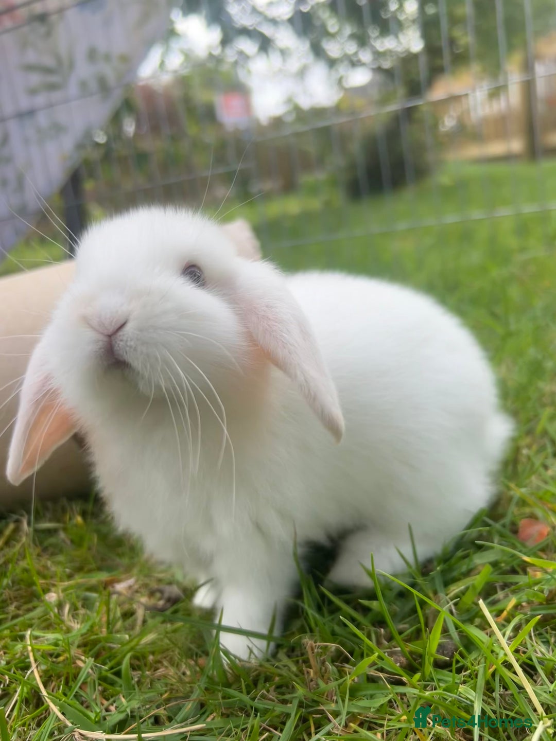 Mini Lop rabbits for sale: Mini Plush Lop Bunnies Looking for Loving Homes - Advert 2