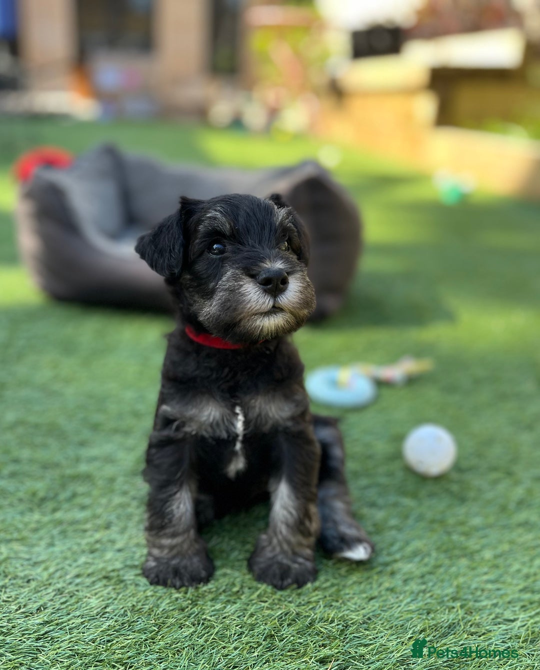 Miniature Schnauzer Maltese Boston Terrier Mini Schnauzer Mix