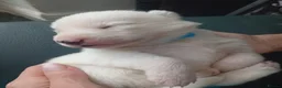 Siberian Husky dogs for sale: Stunning Siberian Husky Puppies – Blue Eyes - Advert 25