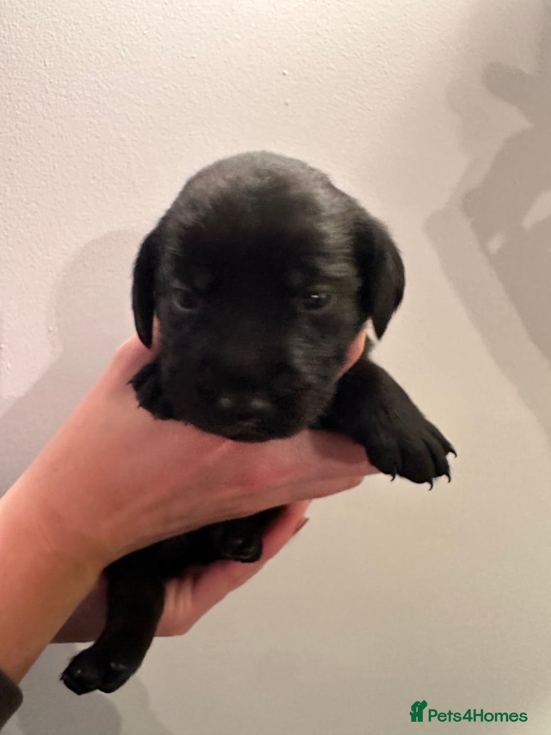 Labrador Retriever dogs for sale: Beautiful kc reg black labradors - Advert 19