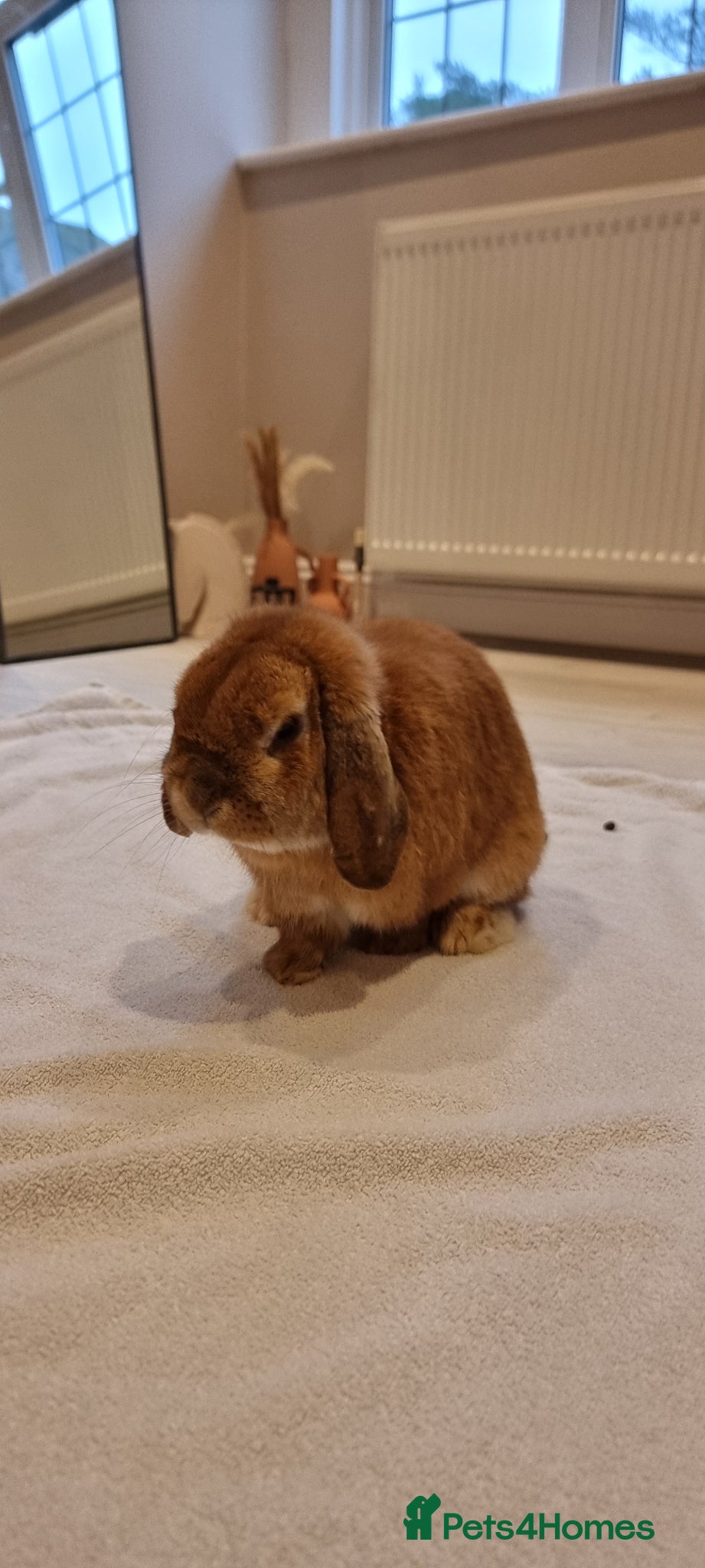 Mini Lop rabbits Adorable Purebred Mini Lops - Advert 8