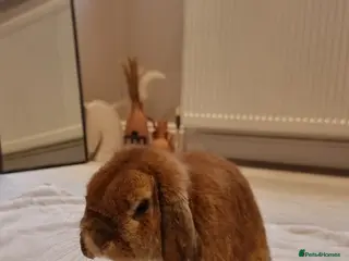 Mini Lop rabbits Adorable Purebred Mini Lops - Advert 8