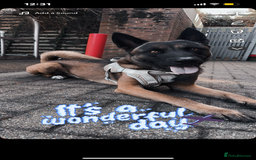 Belgian Shepherd Dog dogs for stud: Belgian malinois x American Akita STUD - Image 4