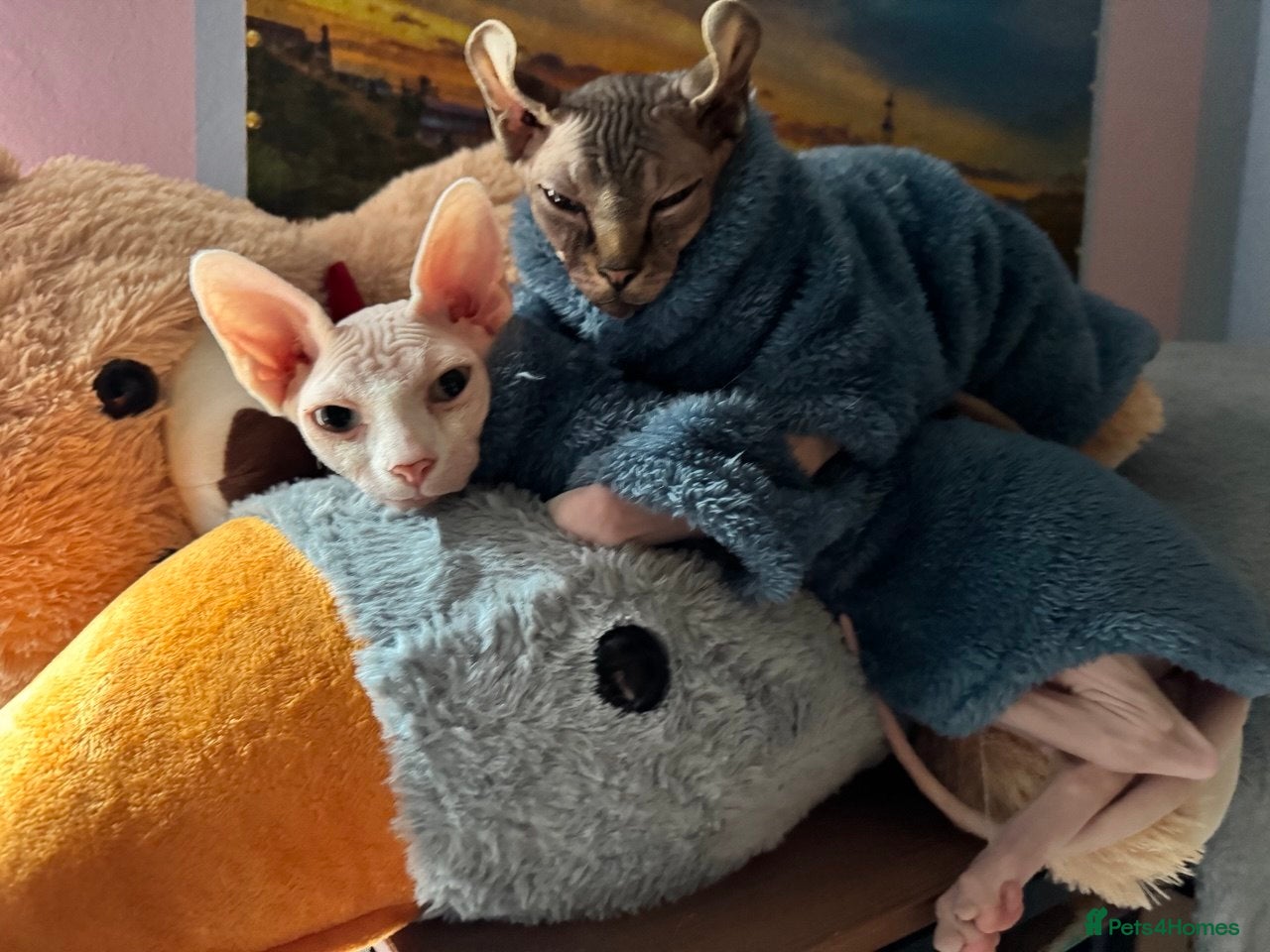 Sphynx cats Beautiful SphynxBoys Looking for the Perfect Home  - Advert 1