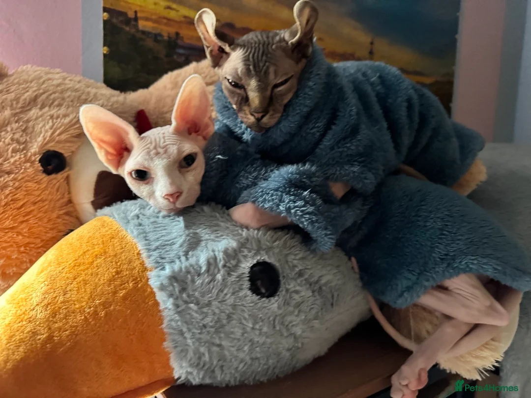 Sphynx cats for sale: Beautiful SphynxBoys Looking for the Perfect Home  - Advert 1