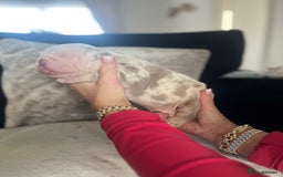Old Tyme Bulldog dogs for sale: Rainbow litter of stunning old tyme bulldogs  - Image 4