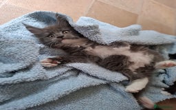 Maine Coon cats for sale: Gorgeous Maine Coon Kittens-Champion Bloodlines - Image 21