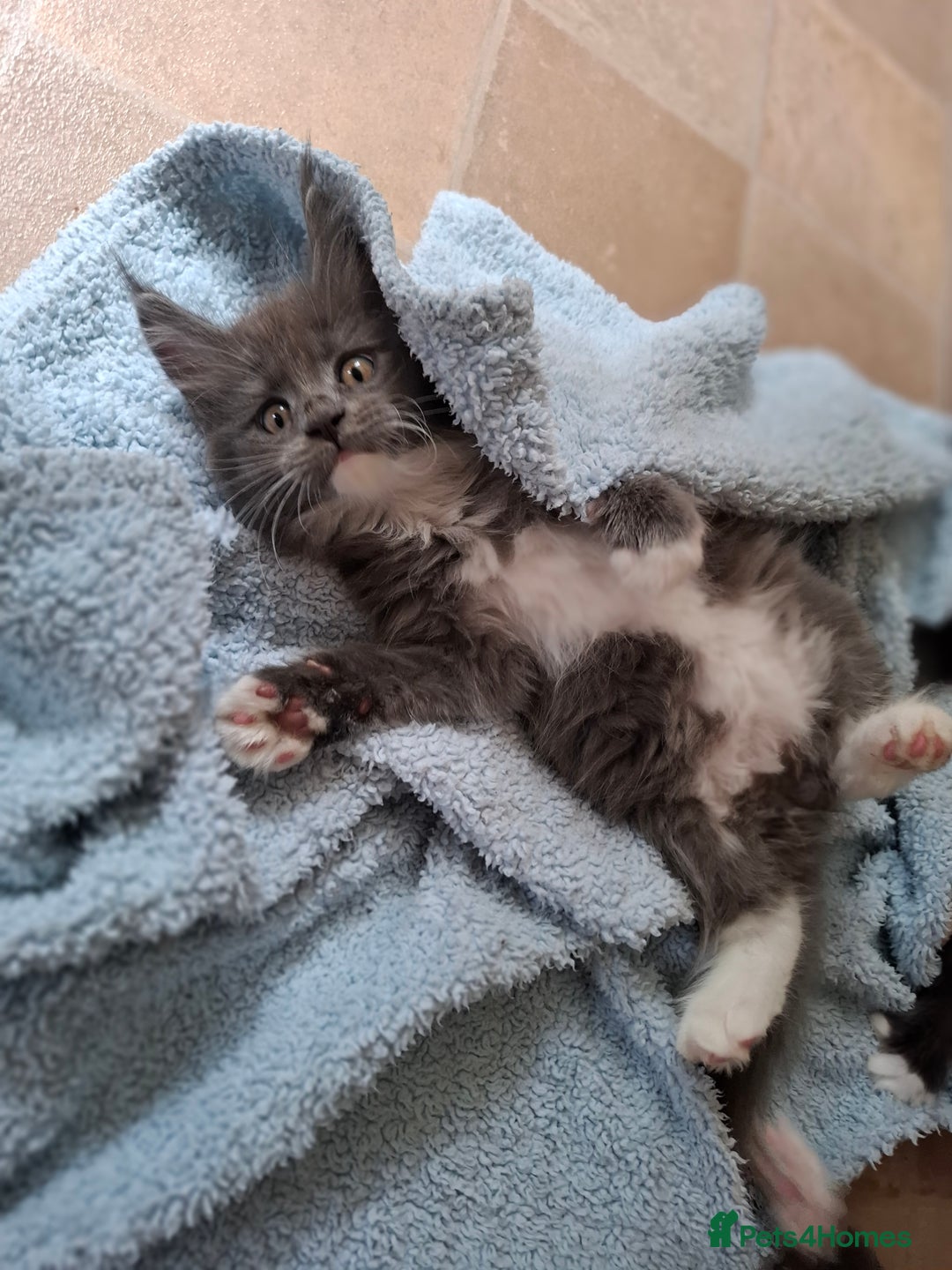 Maine Coon cats for sale: Gorgeous Maine Coon Kittens-Champion Bloodlines - Image 21