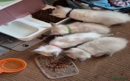 Turkish Angora cats for sale: Turkish angora  - Image 7