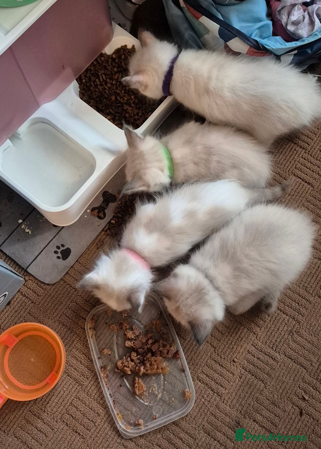 Turkish Angora cats for sale: Turkish angora  - Image 7