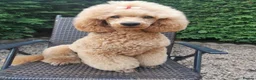 Miniature Poodle dogs for sale: Beautiful Minature Poodles - Advert 5