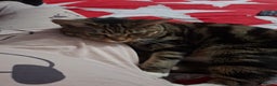 Domestic Shorthair cats for sale: Male and female - Advert 8