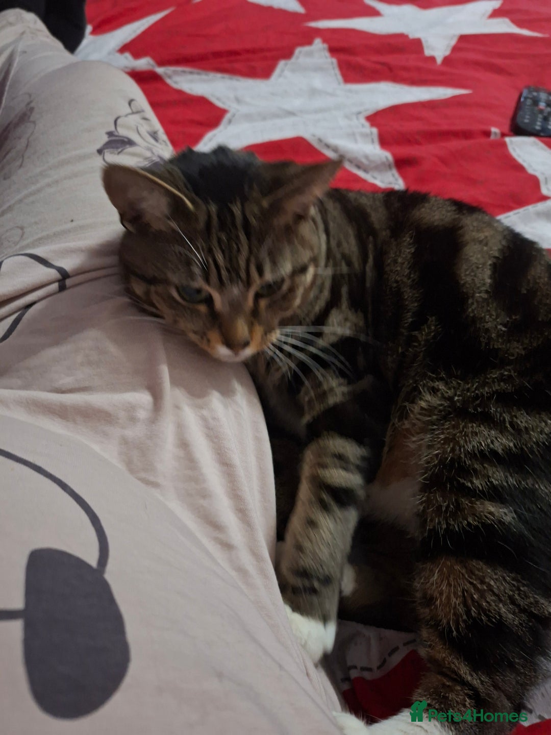 Domestic Shorthair cats for sale: Male and female - Advert 8