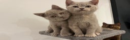 British Shorthair cats for sale: Pedigree British Shorthair Kittens Golden & Lilac - Advert 2