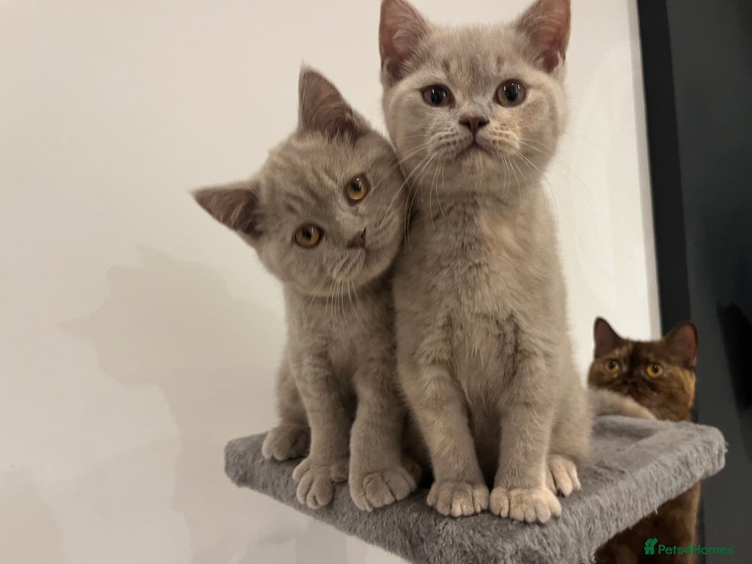 British Shorthair cats for sale: Pedigree British Shorthair Kittens Golden & Lilac - Advert 2
