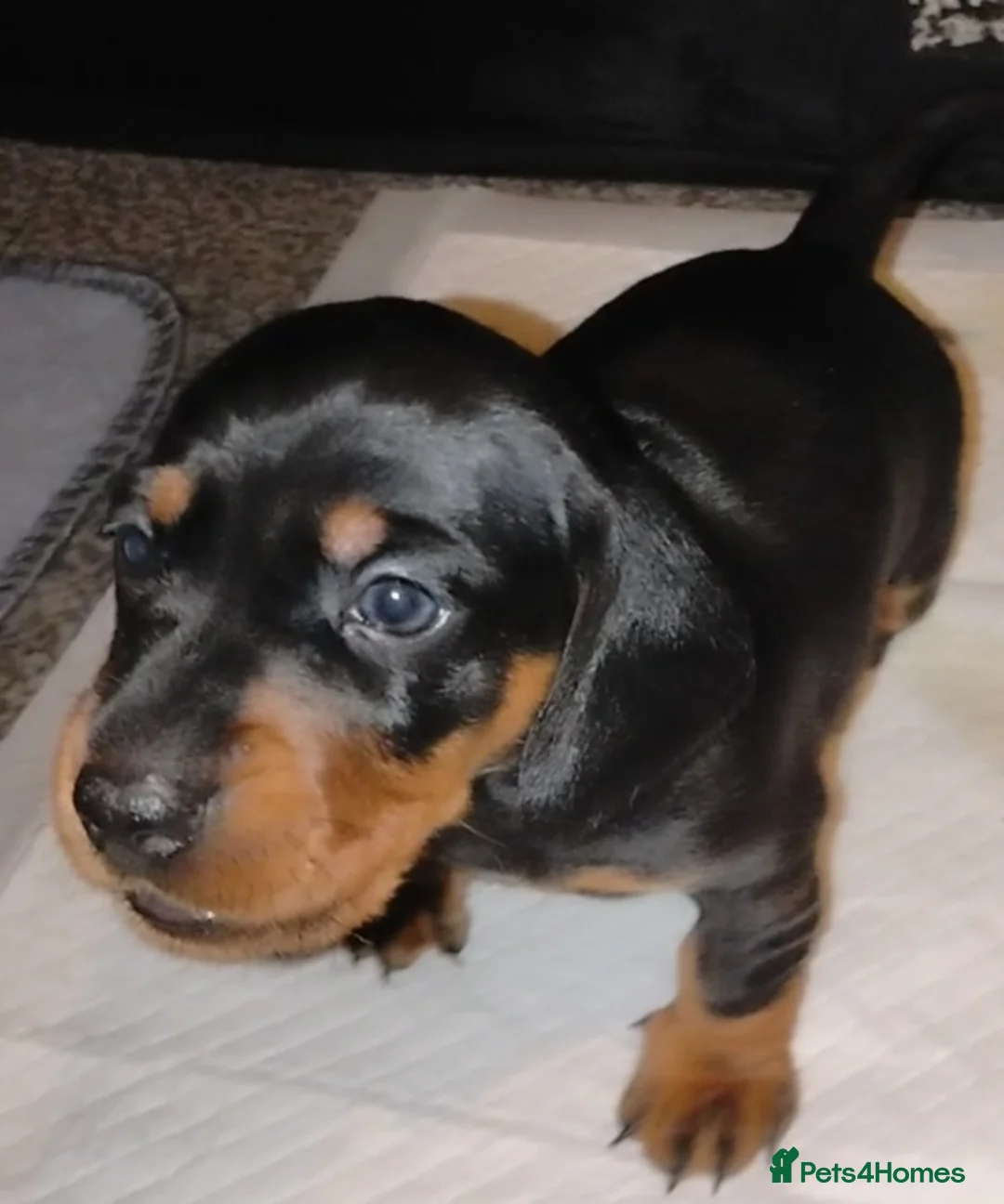 Dachshund dogs for sale: Dachshund Miniature  - Advert 3