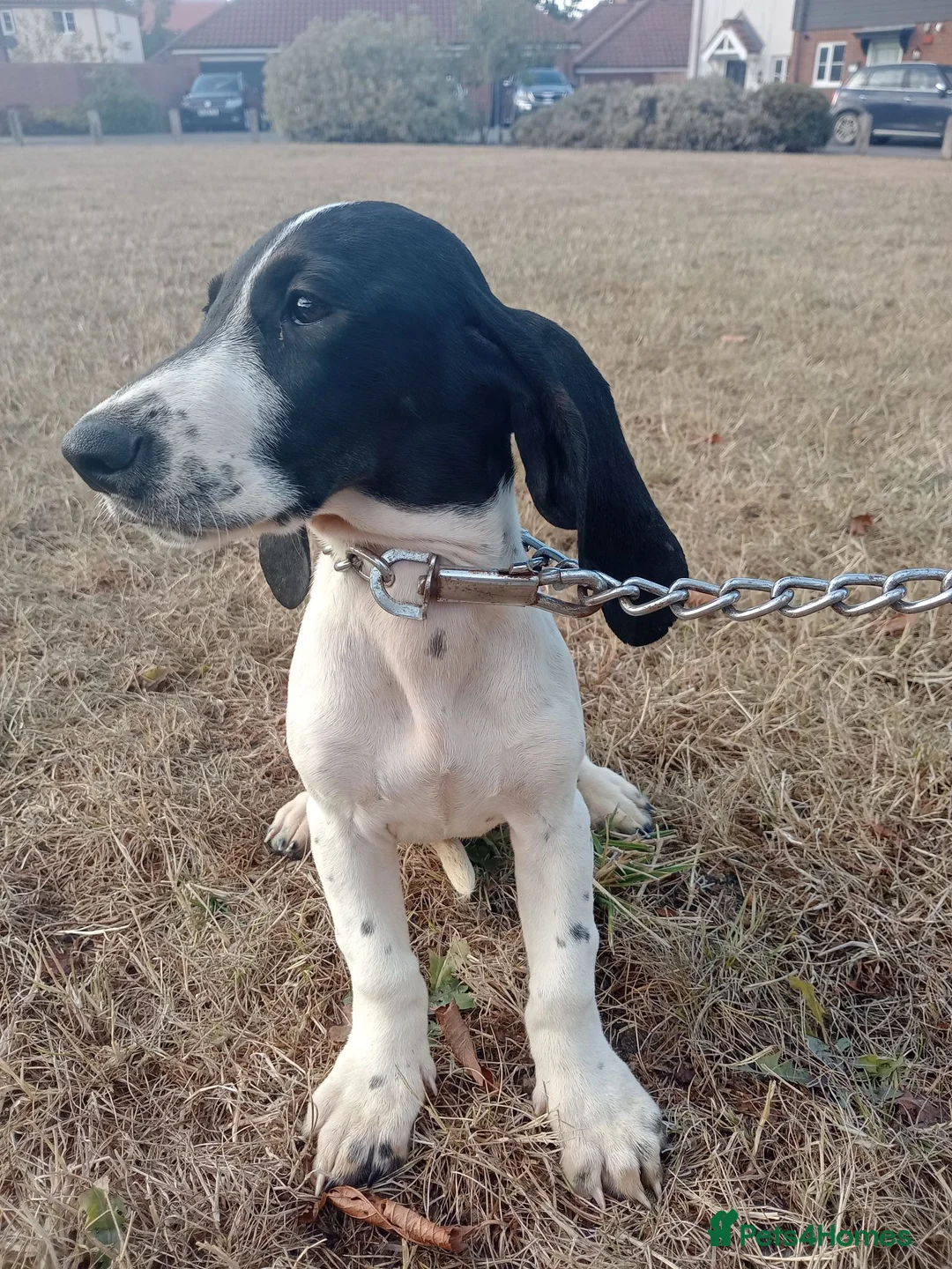 Mixed Breed dogs for sale: KC Basset Hound x KC German Shorthaired Pointer  - Advert 40