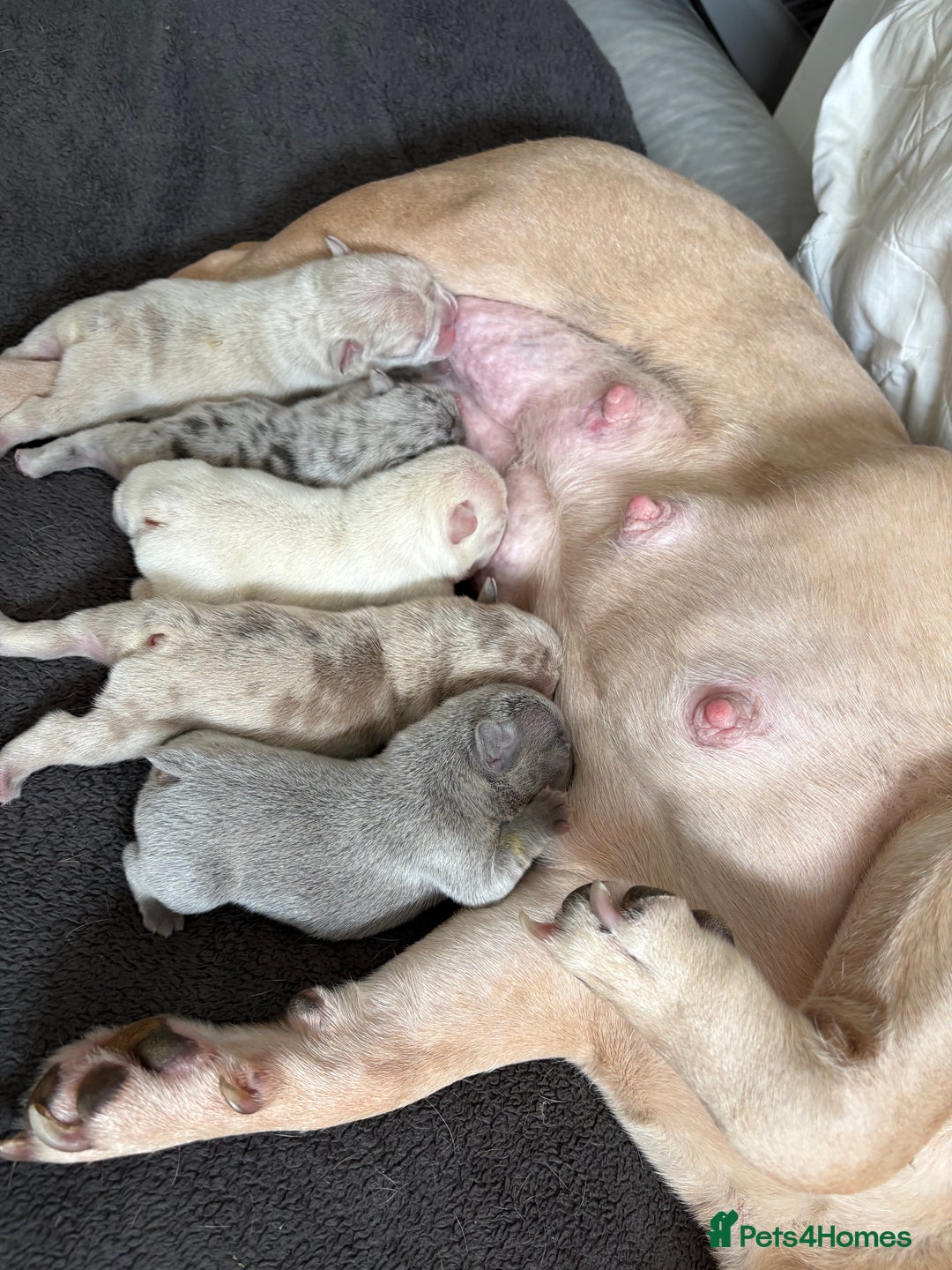 French Bulldog dogs for sale: 3 beautiful pedigree French bulldog puppies  - Image 23