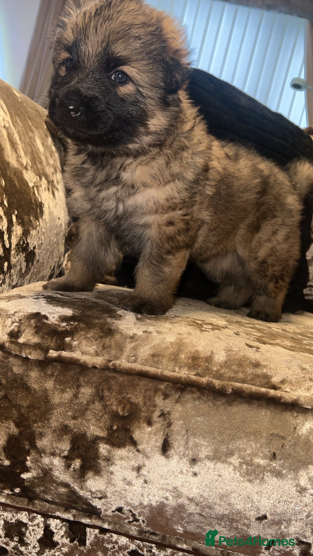 German Shepherd dogs for sale: MALE GERMAN SHEPARD LONG HAIRED  - Advert 6