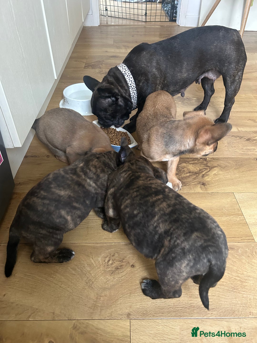 Mixed Breed dogs for sale: Follie (French bulldog / border collie) pups 4sale - Image 6
