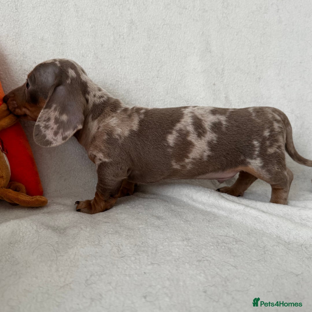 Dachshund dogs for sale: Mini smooth coat dachshunds  - Advert 8