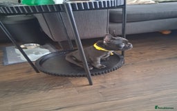 French Bulldog dogs for sale: 2 puppies remaining - French Bulldog puppies  - Image 8