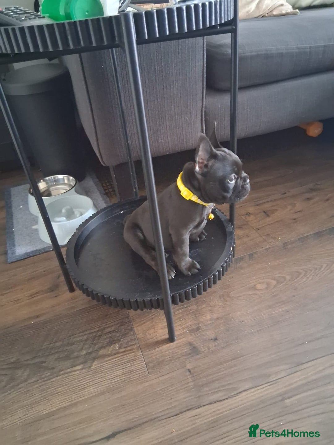 French Bulldog dogs for sale: 2 puppies remaining - French Bulldog puppies  - Image 8
