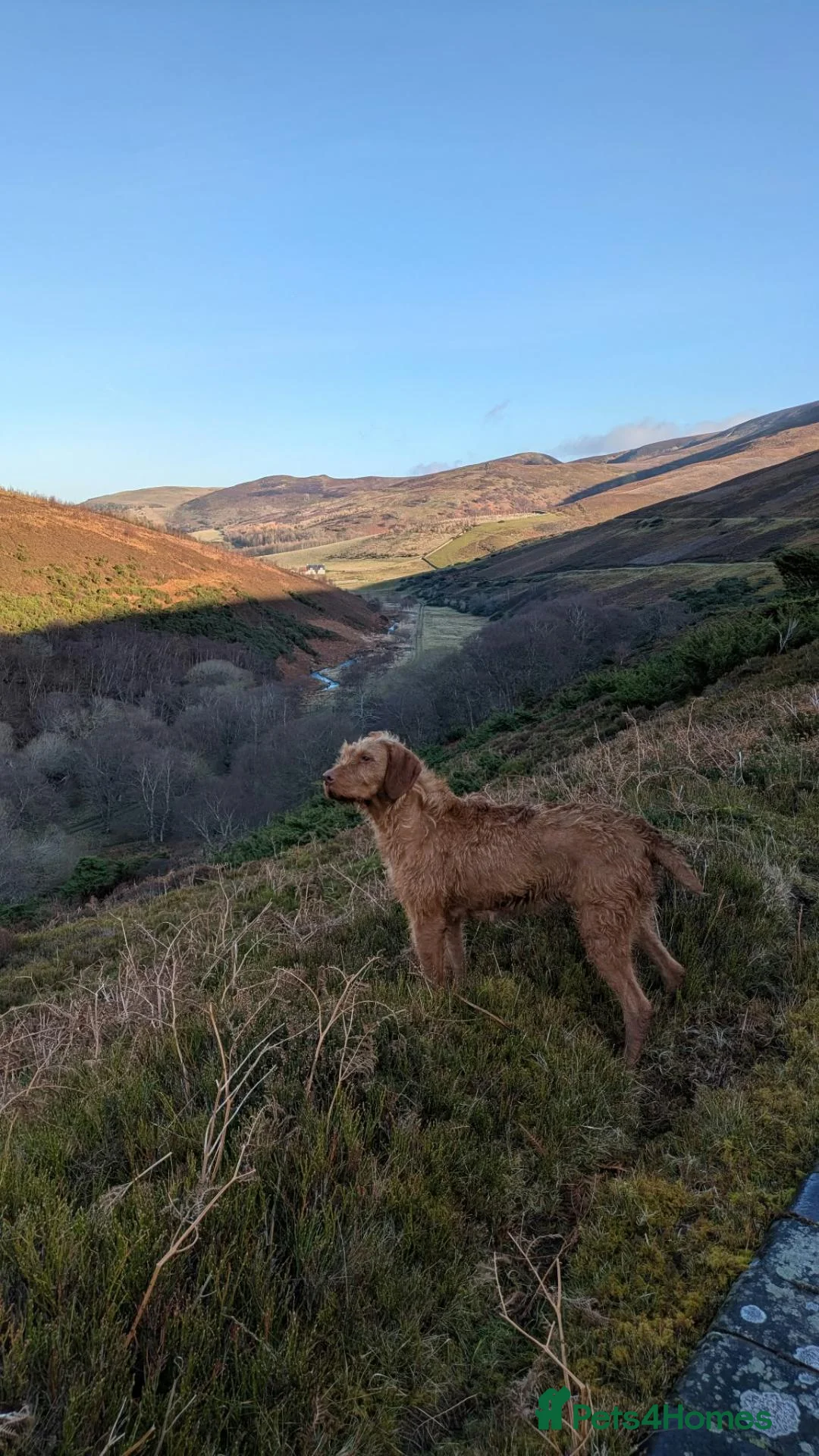 Hungarian Vizsla dogs for sale: Hungarian wirehaired vizsla pups for sale - Advert 2