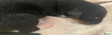 Border Collie Puppy 2